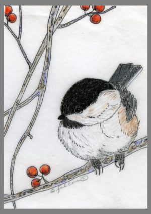 Susan Falcone's Chickadee